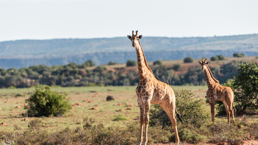 Amakhala Game Reserve