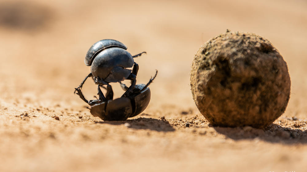 Amakhala Game Reserve