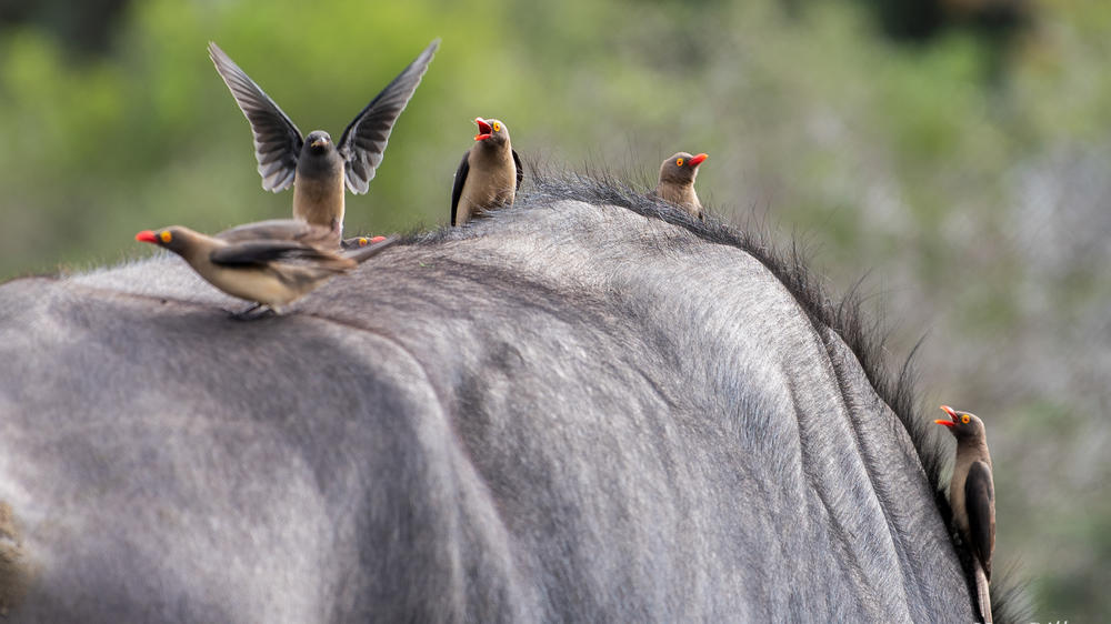 Amakhala Game Reserve