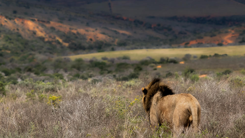 Amakhala Game Reserve
