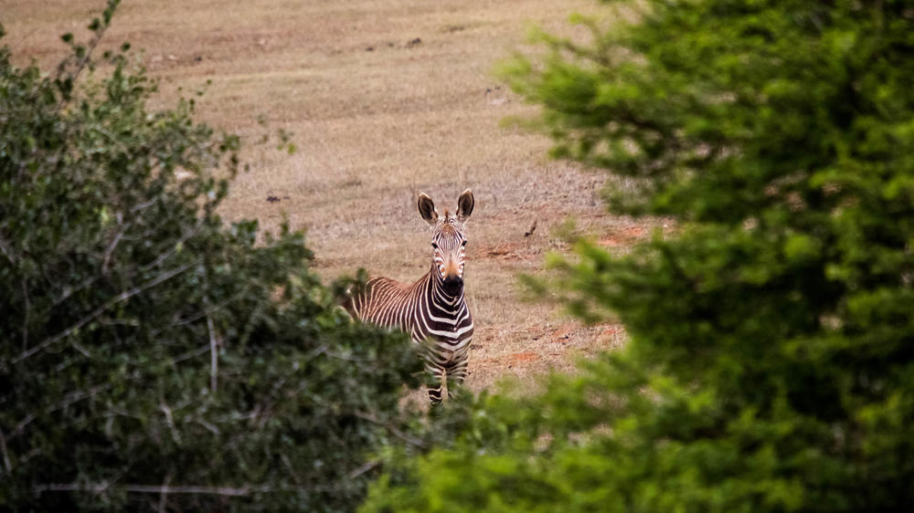 Amakhala Game Reserve