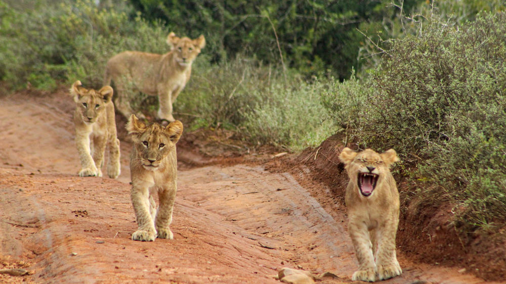 Amakhala Game Reserve