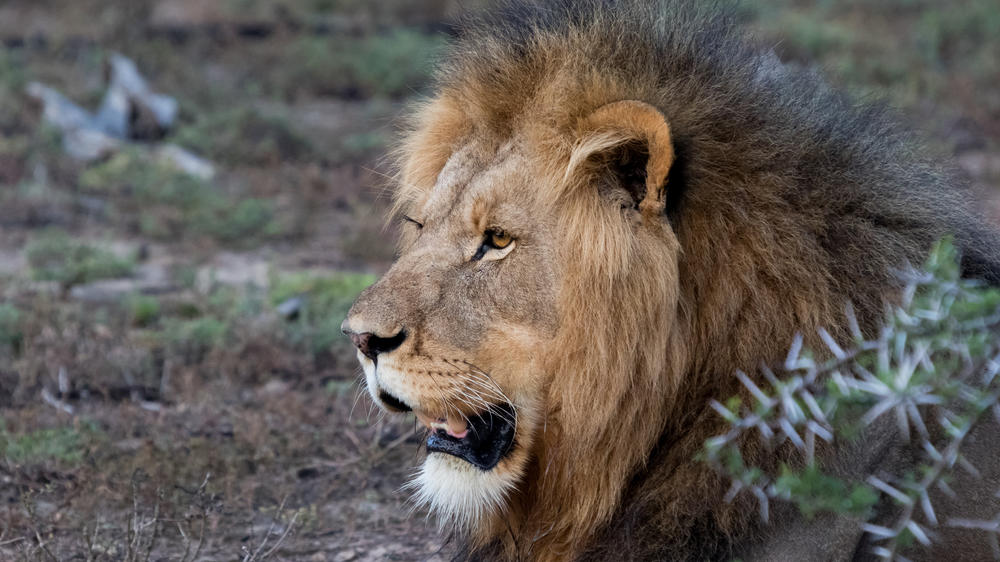 Amakhala Game Reserve