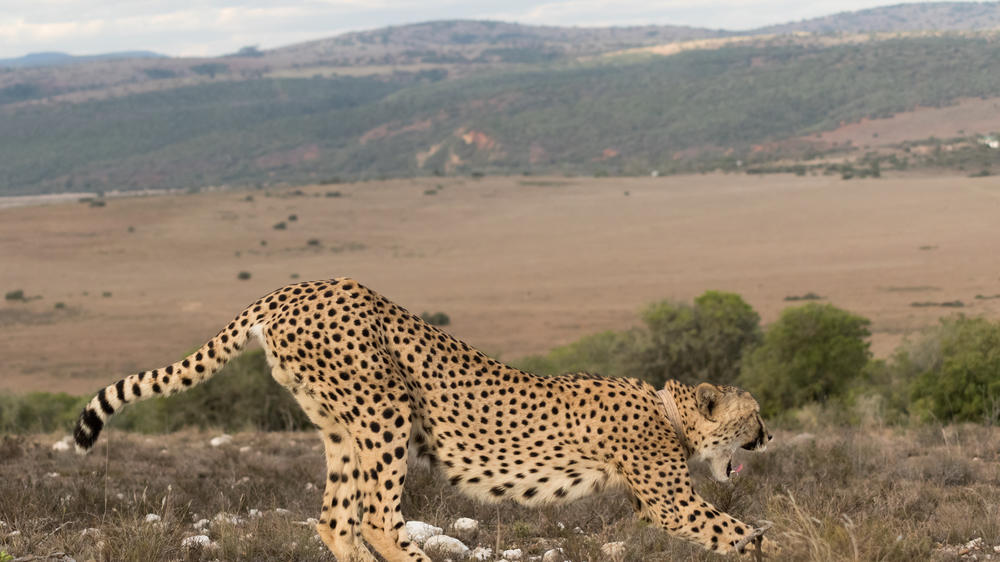 Amakhala Game Reserve