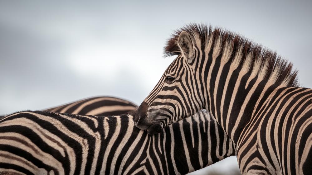 Amakhala Game Reserve
