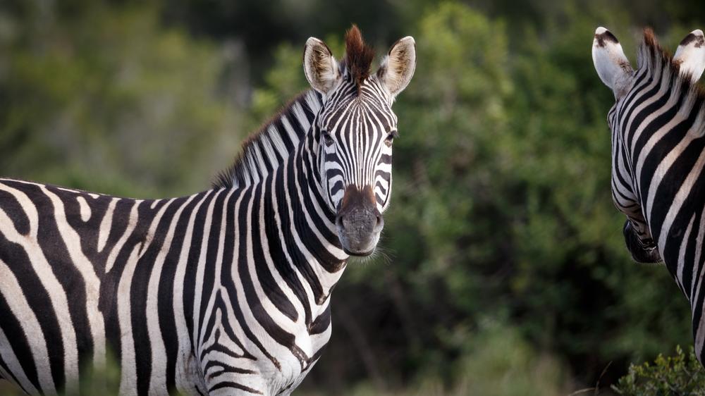 Amakhala Game Reserve