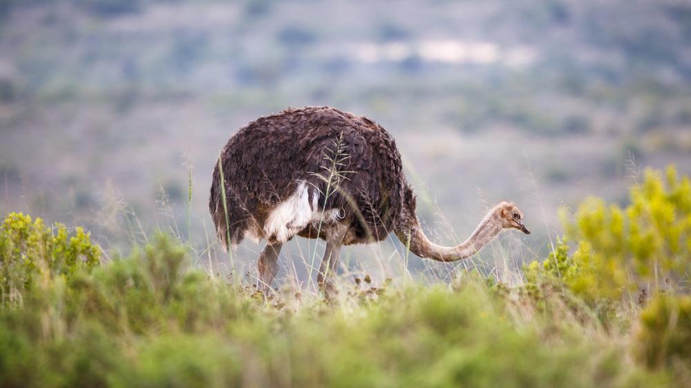 Amakhala Game Reserve