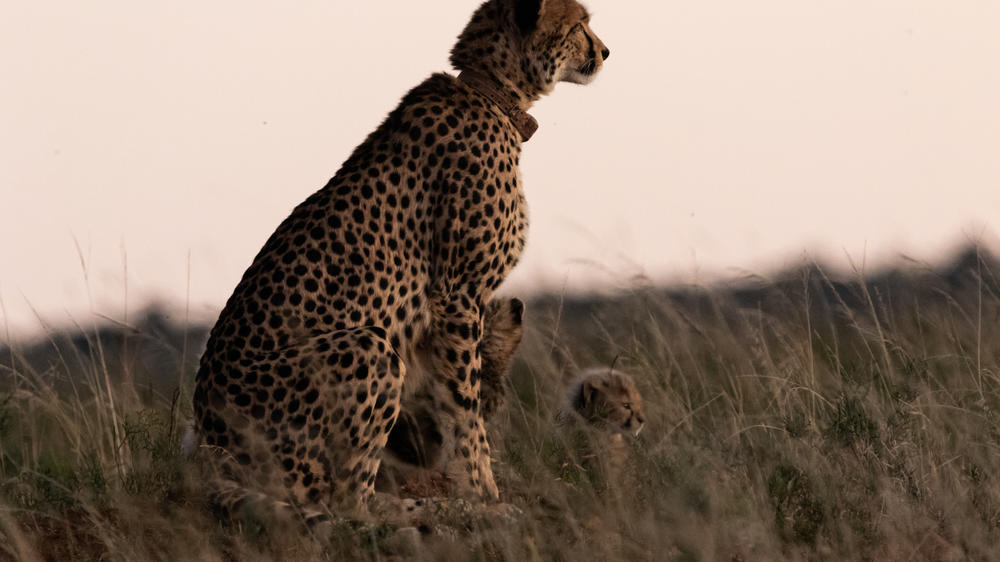 Amakhala Game Reserve