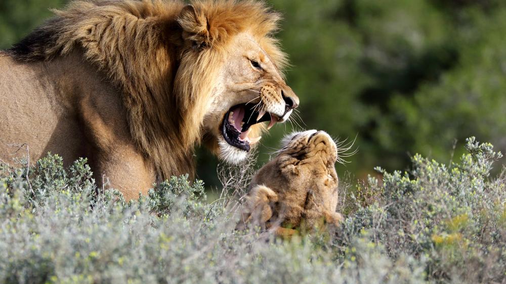 Amakhala Game Reserve