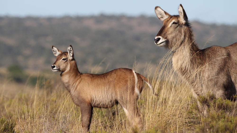 Amakhala Game Reserve