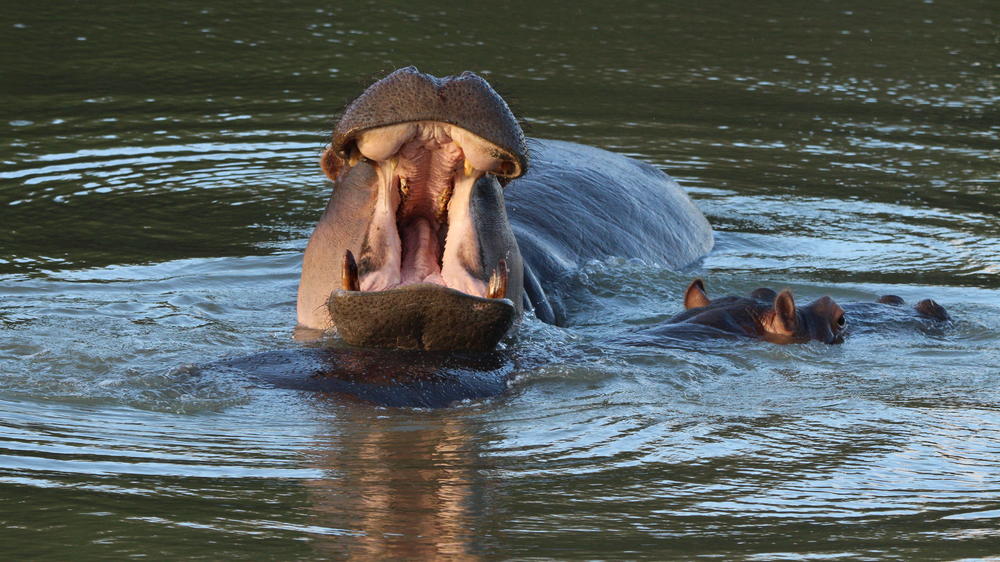 Amakhala Game Reserve