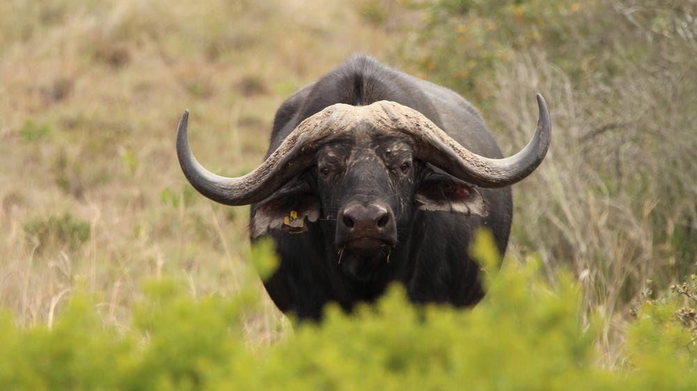 Amakhala Game Reserve