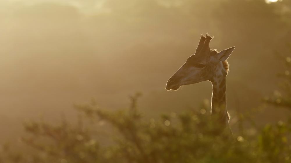 Amakhala Game Reserve
