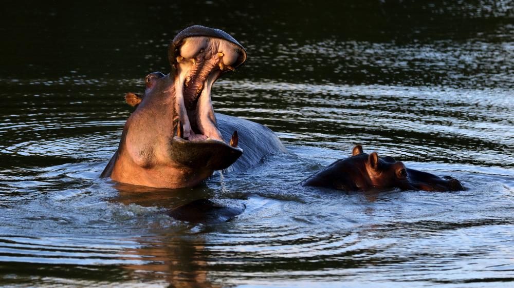 Amakhala Game Reserve