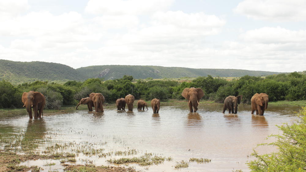 Amakhala Game Reserve