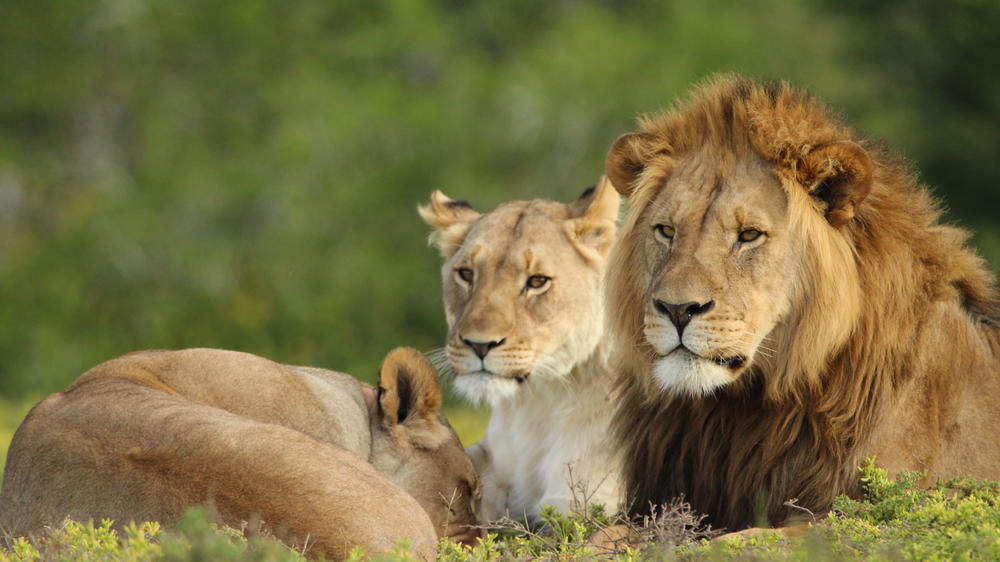 Amakhala Game Reserve