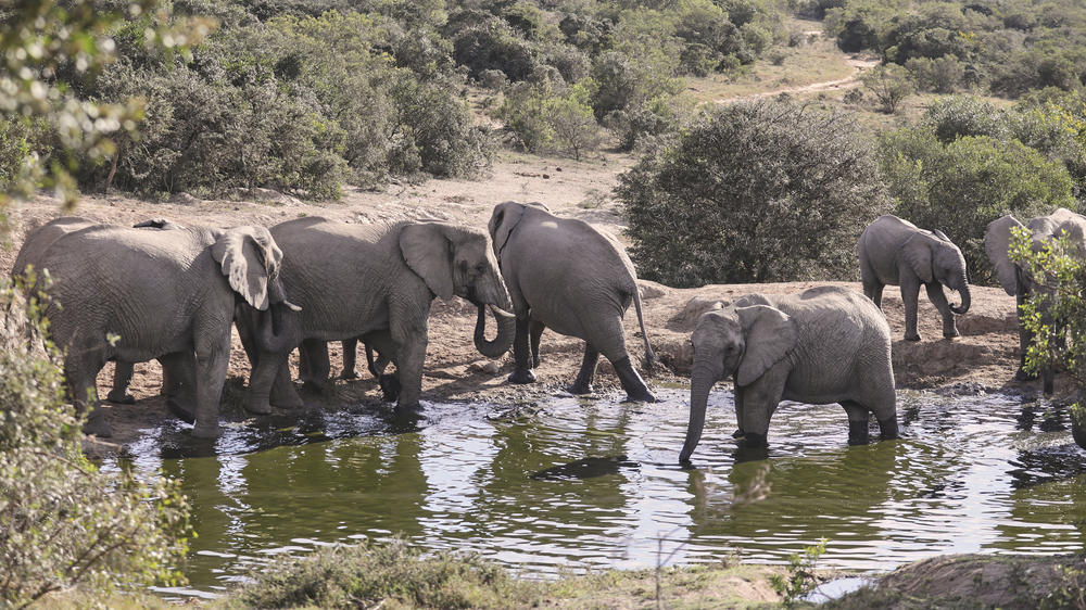 Amakhala Game Reserve