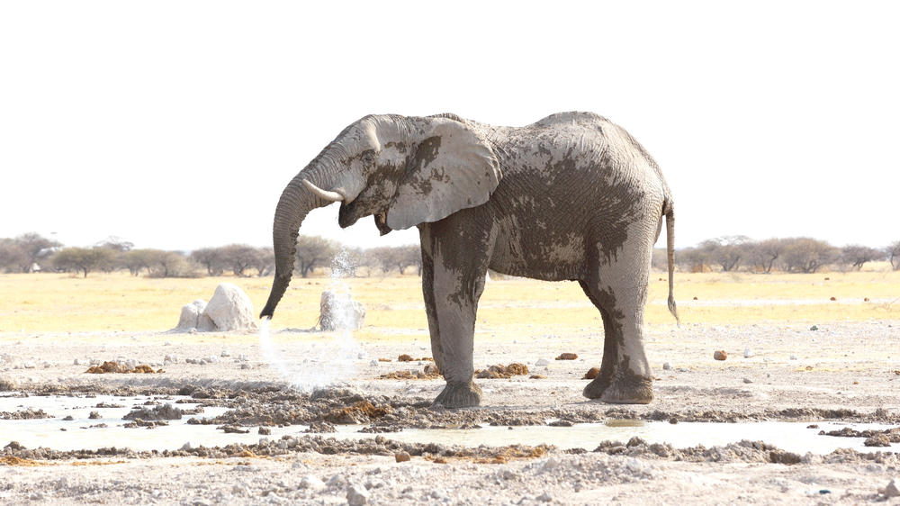 Nxai Pan National Park