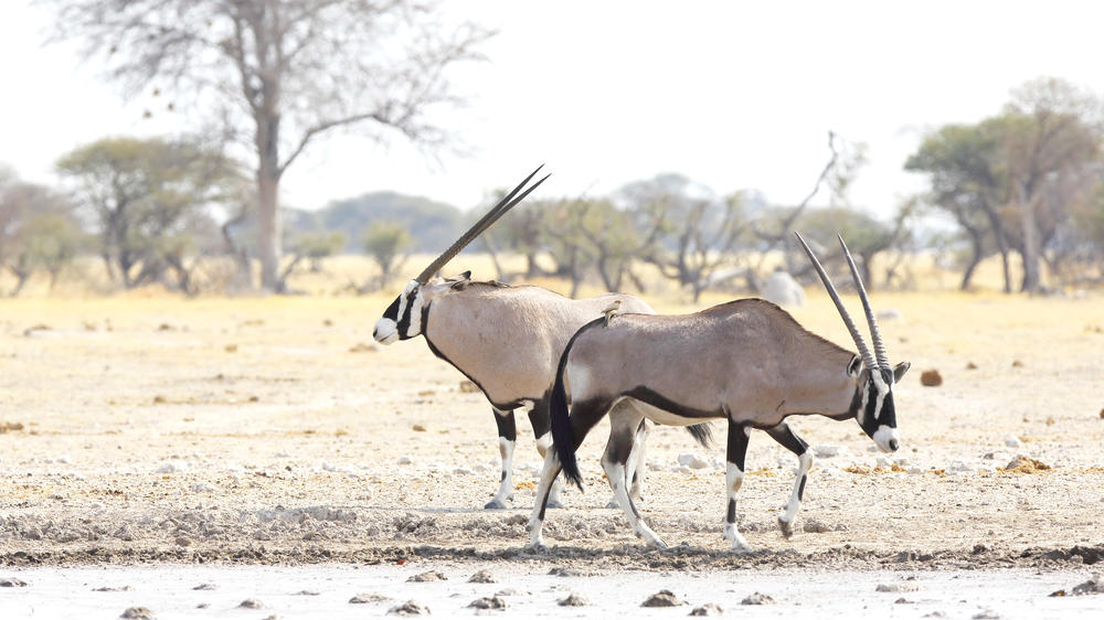 Nxai Pan National Park