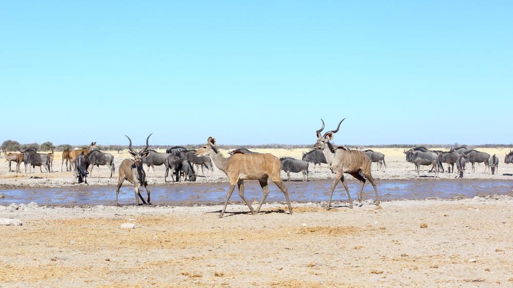 Nxai Pan National Park