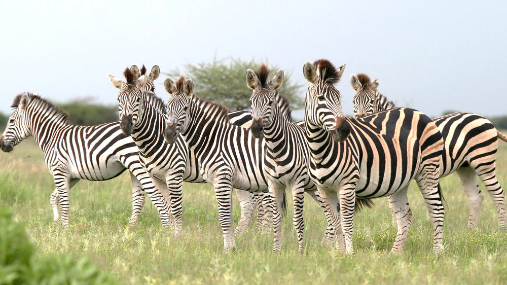 Nxai Pan National Park