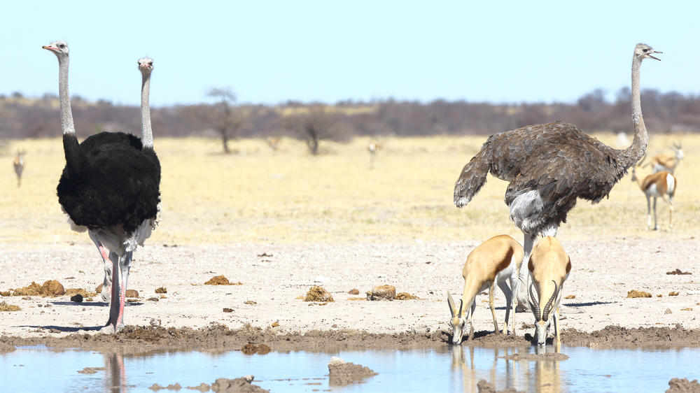 Nxai Pan National Park