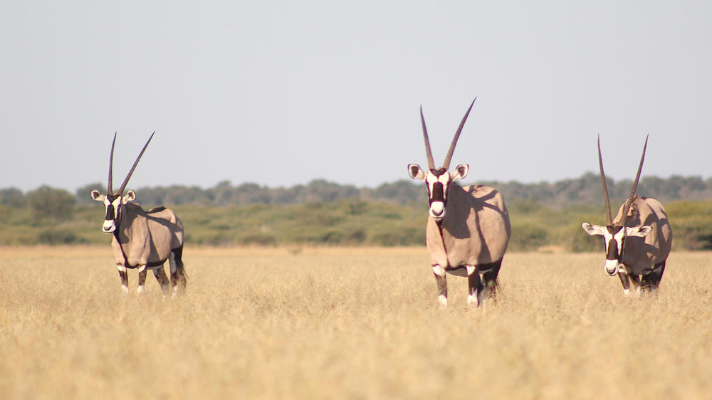 Central Kalahari Game Reserve