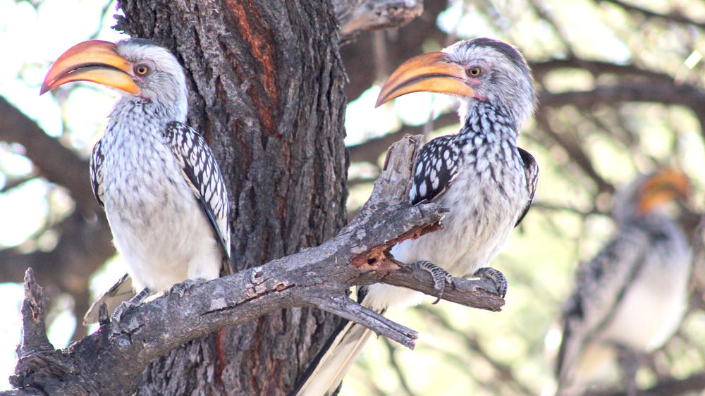 Central Kalahari Game Reserve