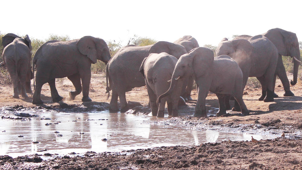 Central Kalahari Game Reserve