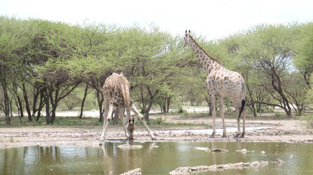 Central Kalahari Game Reserve