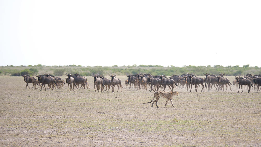 Central Kalahari Game Reserve