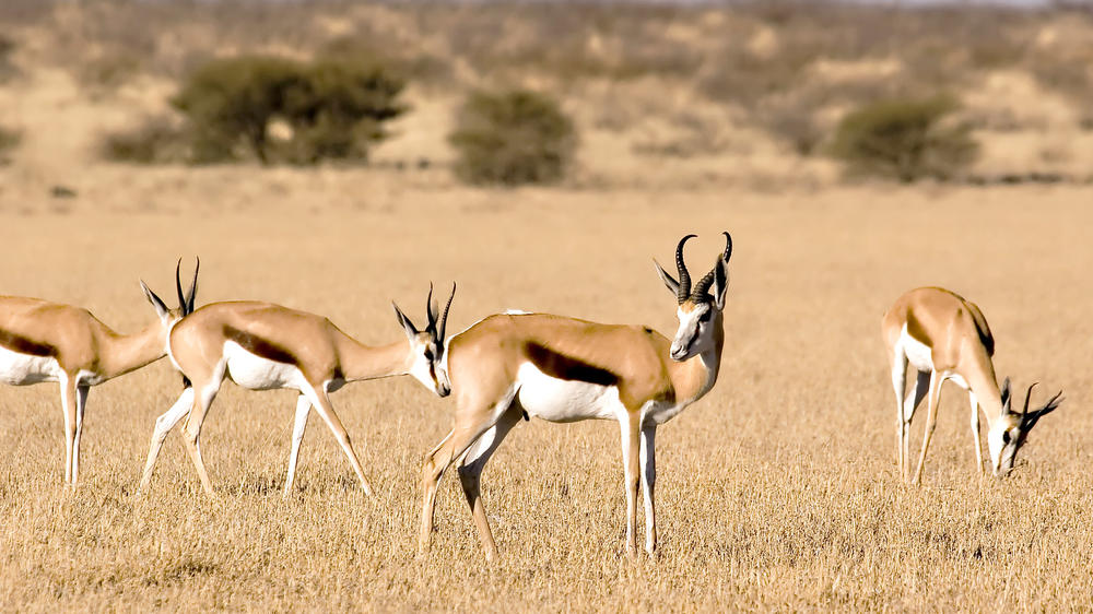 Central Kalahari Game Reserve