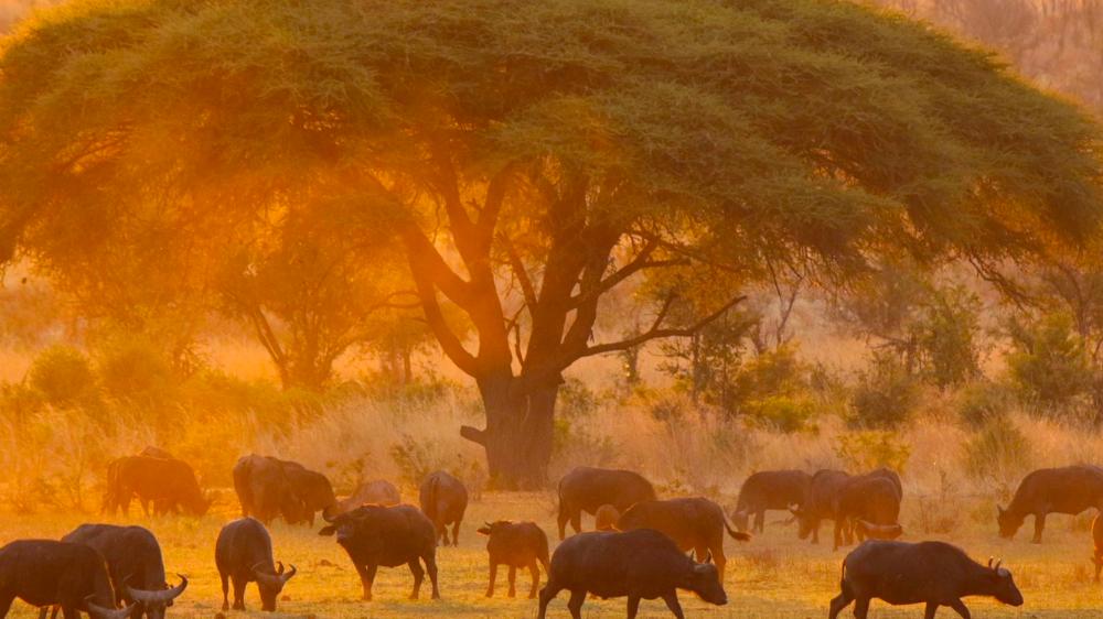 Hideaways Nantwich Lodge, Hwange