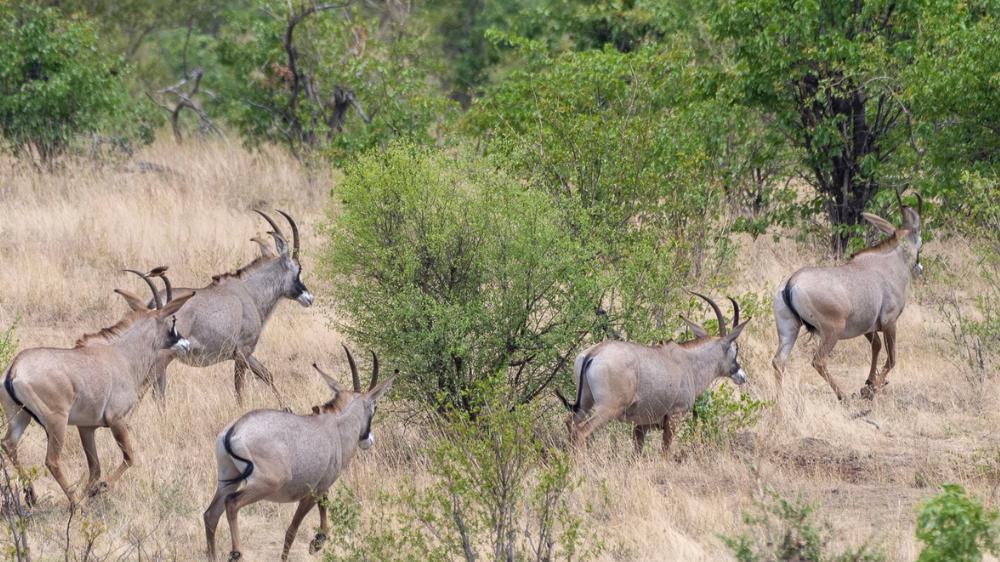 Hideaways Nantwich Lodge, Hwange