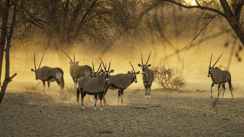 Botswana - 7-day Vintage Safari - Private Fly-in 