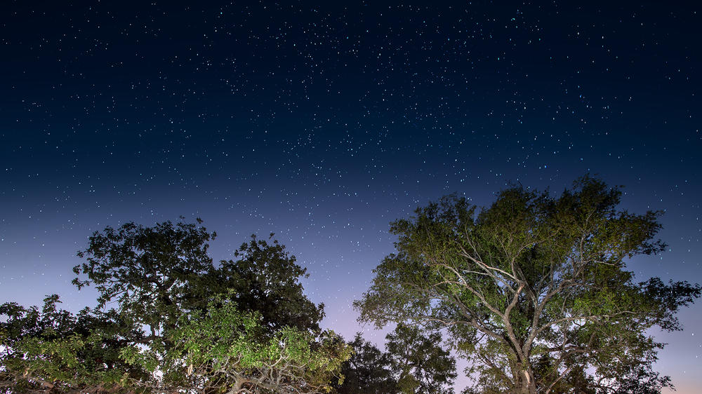 African Bush Camps Linyanti Expeditions