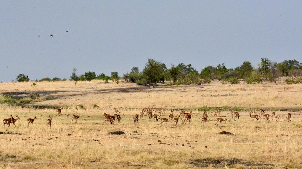 Daka Plains