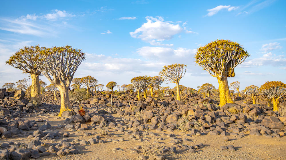 Quiver Tree Forest