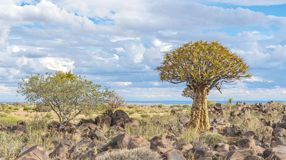 Quiver Tree Forest