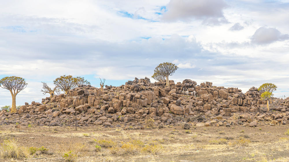 Quiver Tree Forest