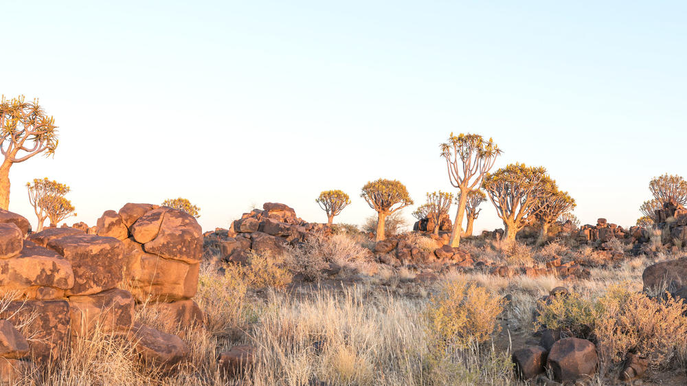 Quiver Tree Forest