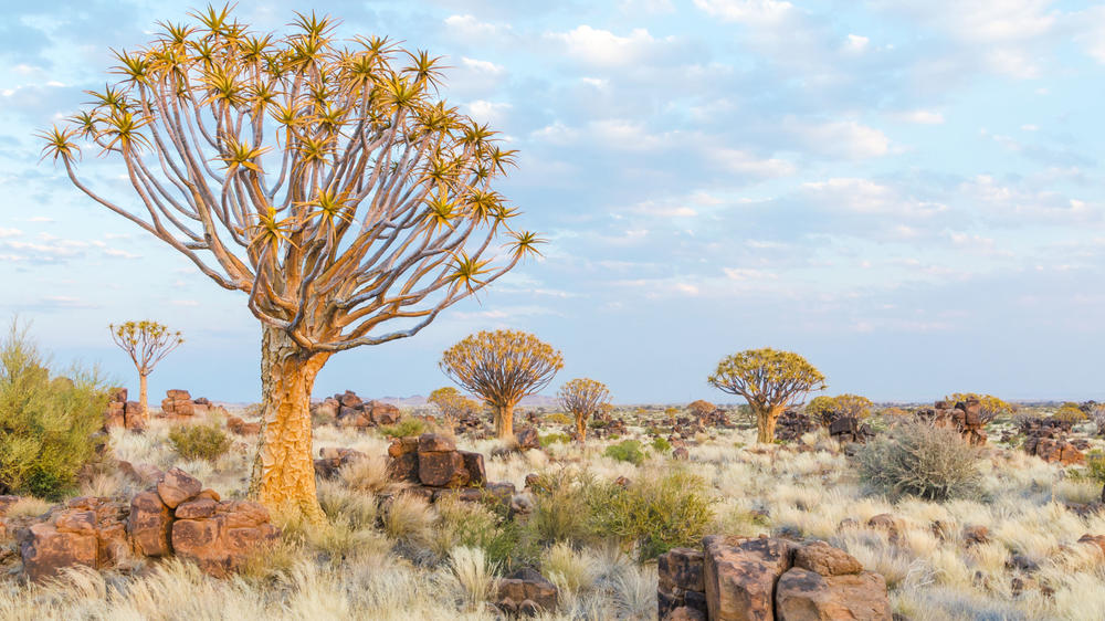 Quiver Tree Forest