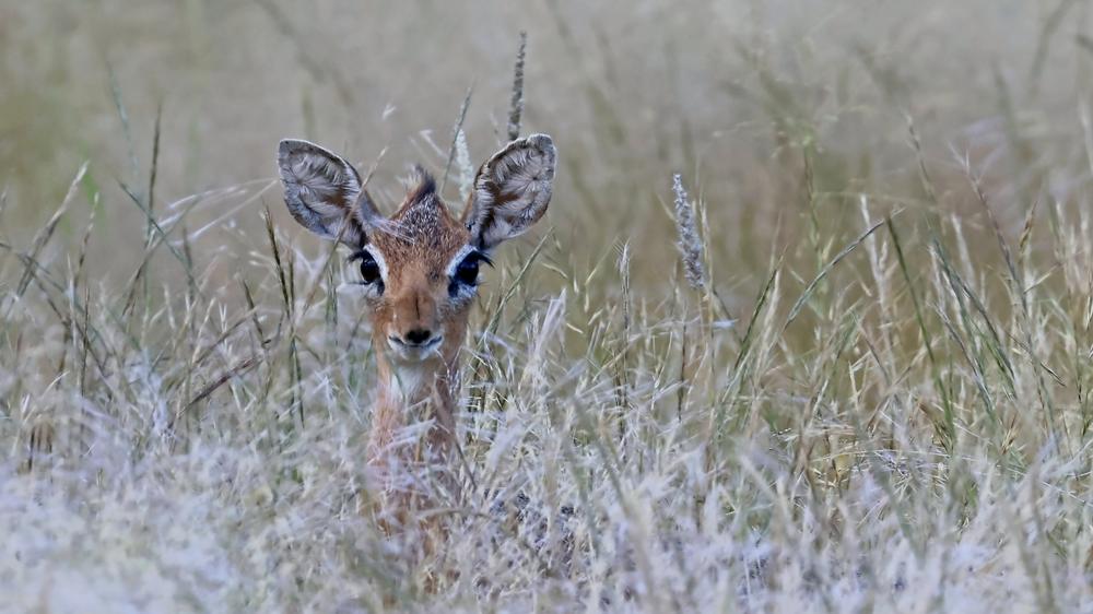 Erongo Rocks - Farmhouse & Camping