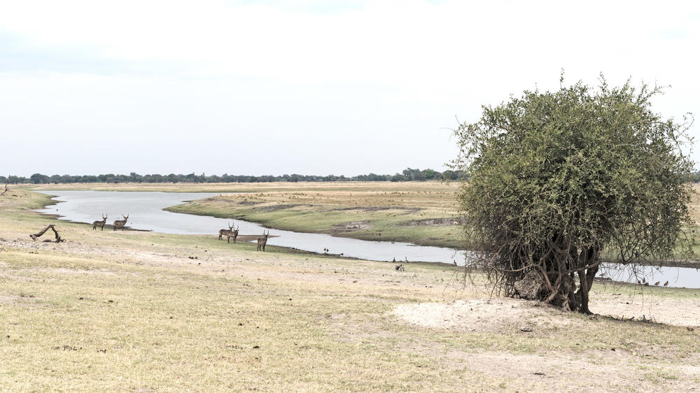Kasane Forest Reserve