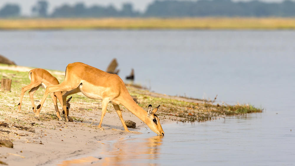 Kasane Forest Reserve