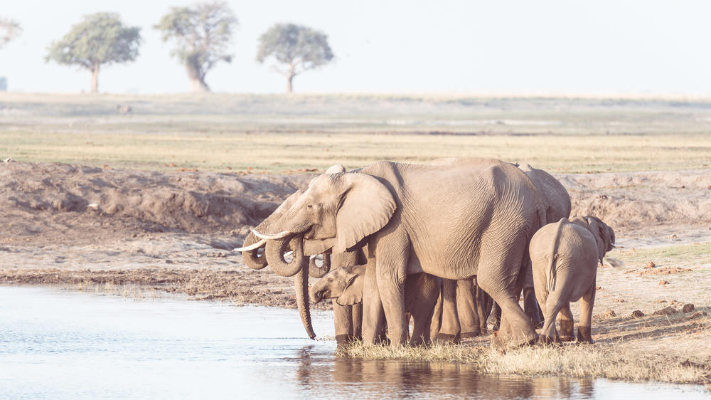 Kasane Forest Reserve