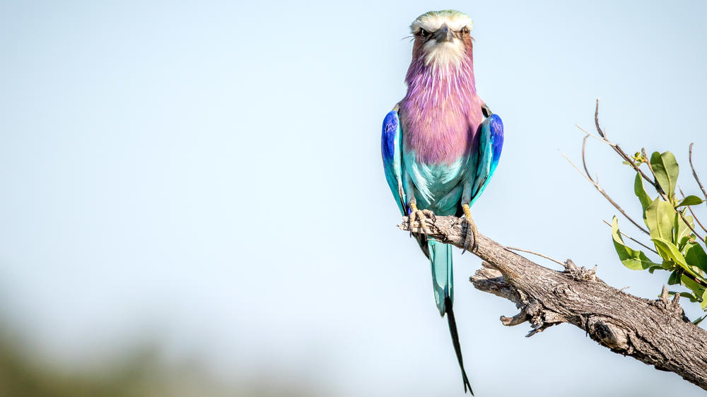 Kasane Forest Reserve