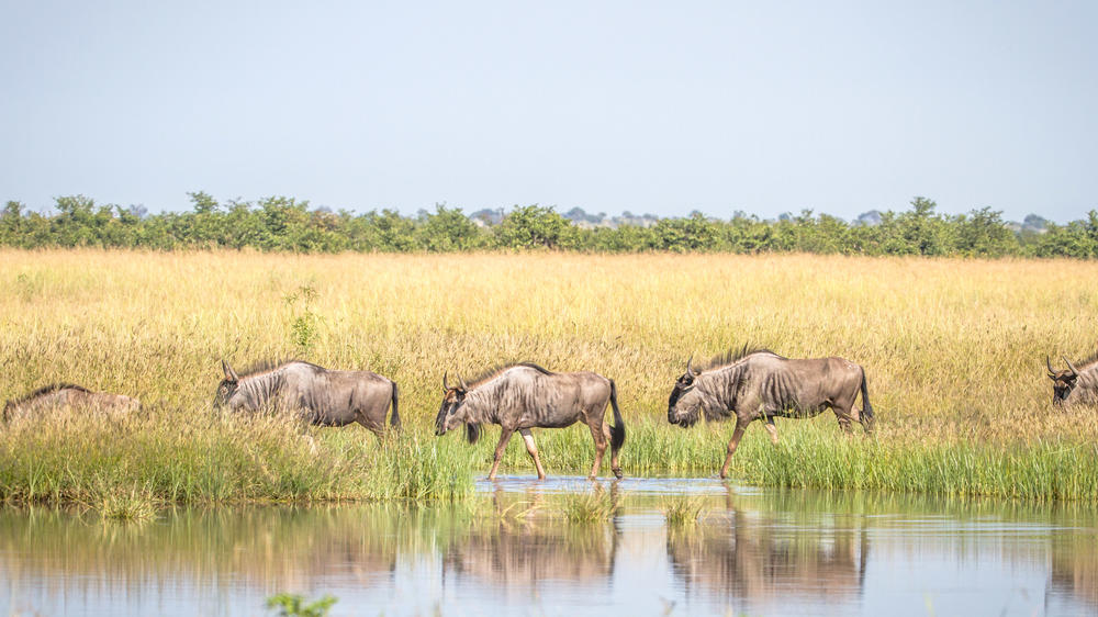 Kasane Forest Reserve
