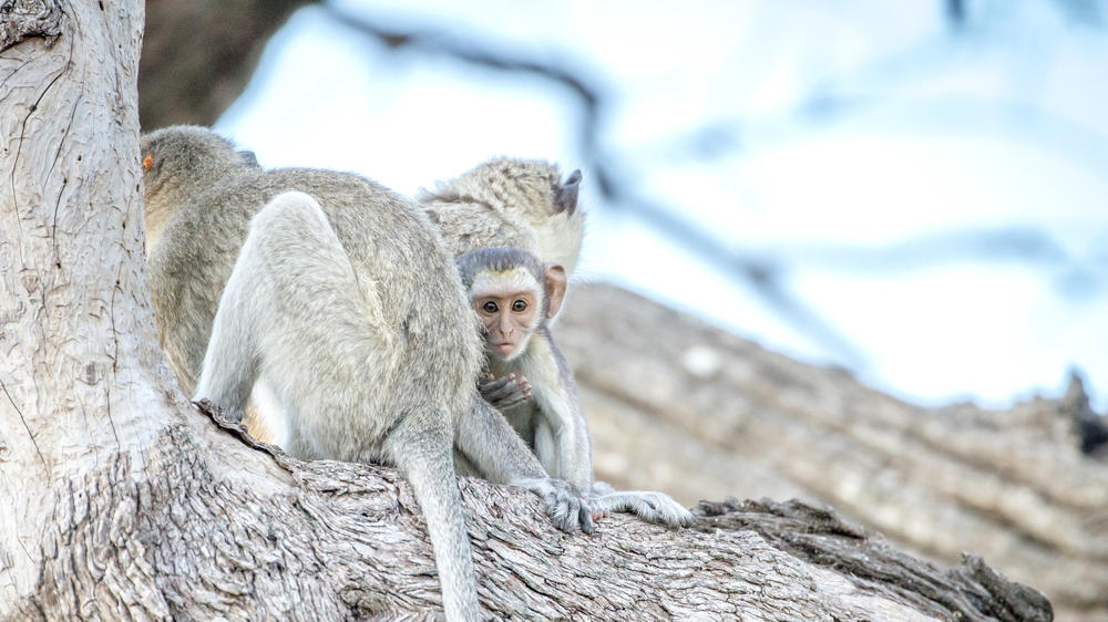 Kasane Forest Reserve