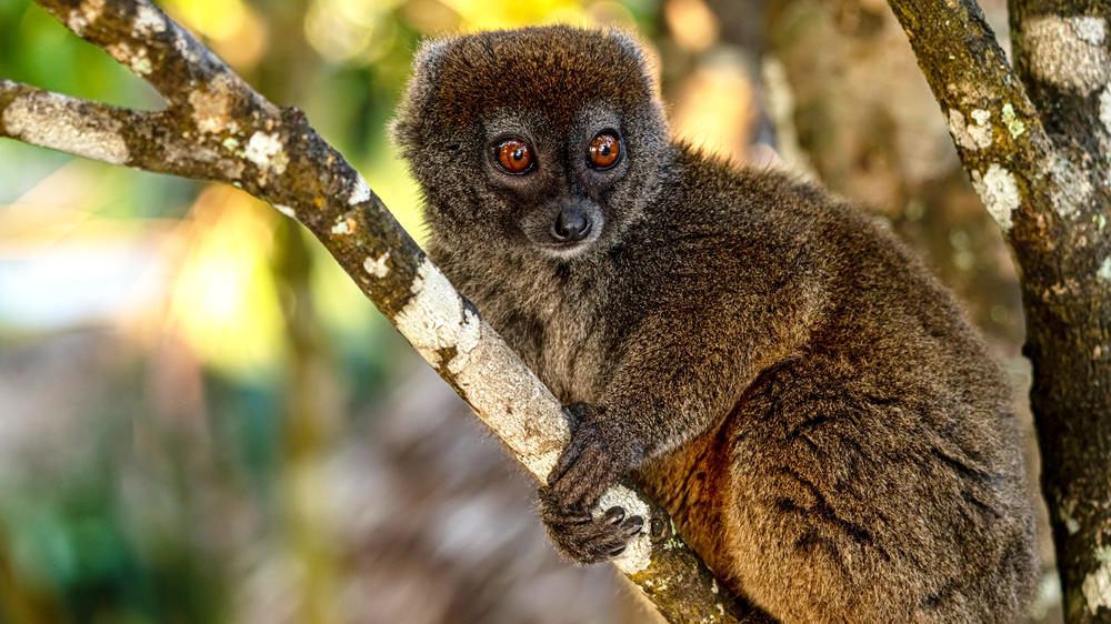 Tsingy de Namoroka National Park